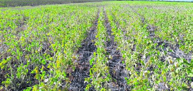 La Niña se consolida en 2020 con más escasez de lluvias