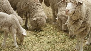 Argentina abrió un nuevo mercado para la exportación de ovinos al cerrar el acuerdo con Chile.