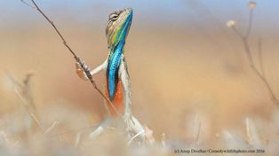 Las curiosas postales finalistas para el premio a la foto más graciosa del reino animal