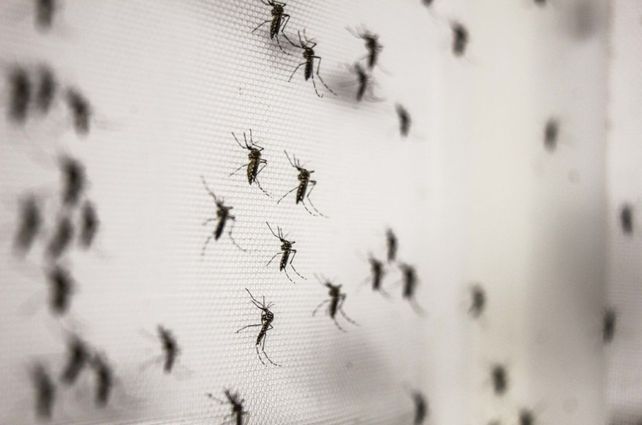 Los mosquitos tienen a maltraer a toda la región centro del país.