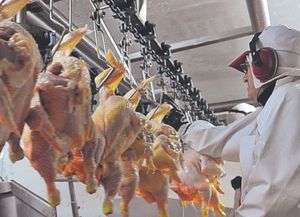 El consumo de carne de pollo de los argentinos casi iguala al de vacuno