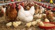 Gripe aviar: el Senasa suspendió temporalmente la exportaciones tras un brote en provincia de Buenos Aires
