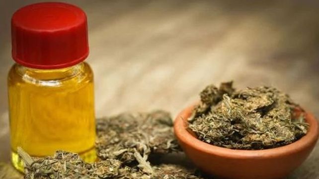 Solicitan la implementación de la ley nacional de cannabis medicinal