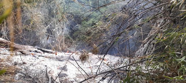 Los bomberos santafesinos trabajan intensamente para salvar selva autóctona