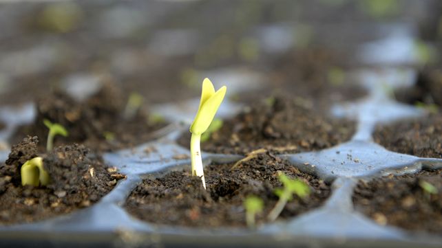 En el vivero las plantas germinan