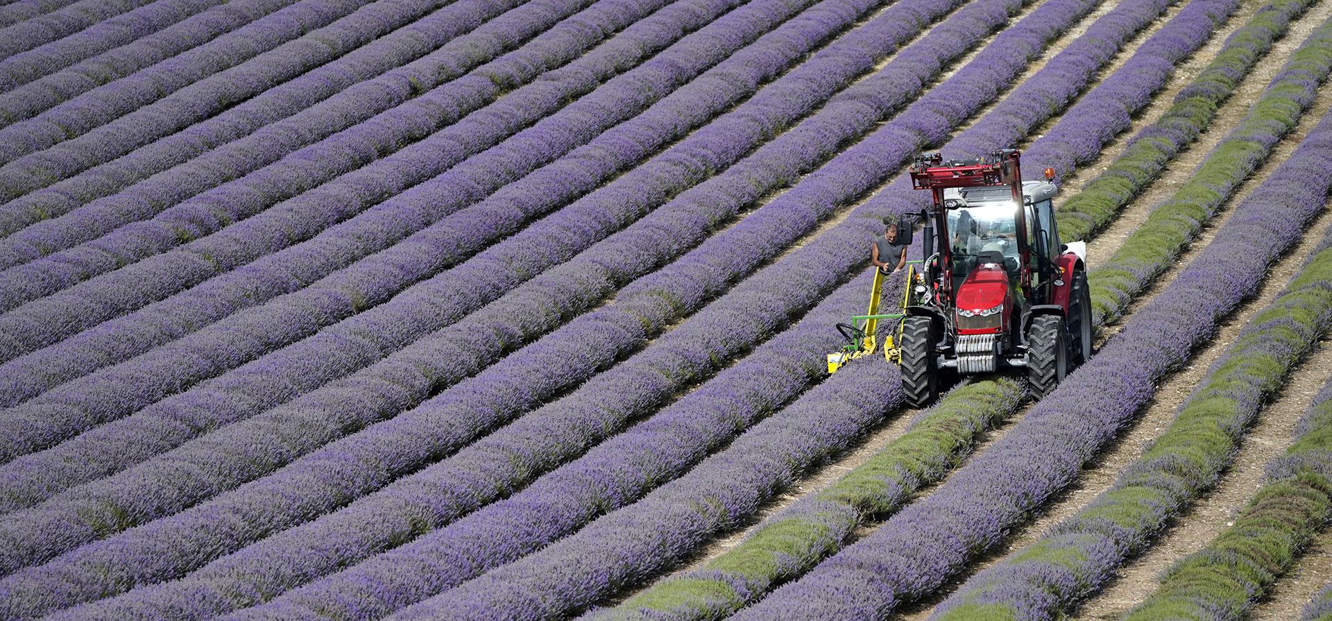 Cosecha de lavanda en la granja Lordington Lavender cerca de Chichester, West Sussex, Inglaterra, el martes 26 de julio de 2022.