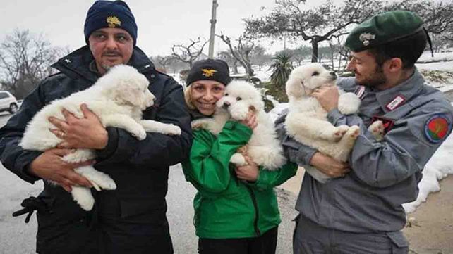 Rescataron a tres cachorros del hotel de Italia sepultado por un alud de nieve
