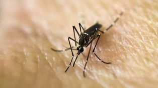 Ya son más de 5.000 los casos de dengue en la provincia