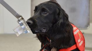 Utilizarán el olfato de perros para detectar pacientes con cáncer de próstata