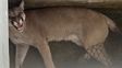 Un puma ingresó a una casa en un pueblo de Santa Fe y fue liberado en una zona rural