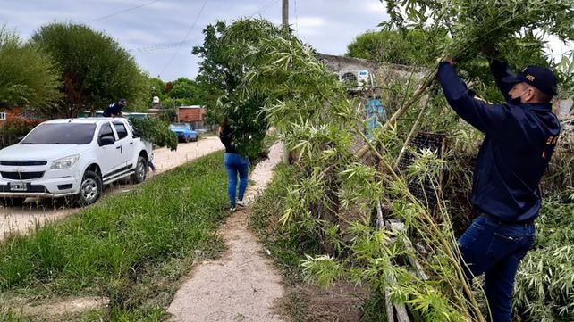 Paraná: encontraron plantas de marihuana de cuatro metros&nbsp;