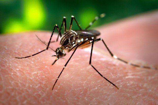 Dengue: en el país notificaron 56.324 casos en 15 provincias