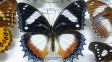 El museo de mariposas más grande y asombroso de la región está en Entre Ríos