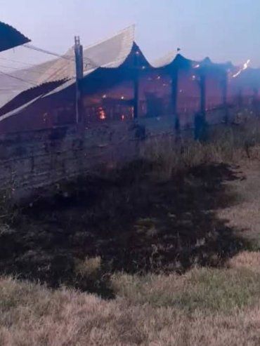 Incendio en un galpón rural de Villaguay dejó 500 cerdos muertos
