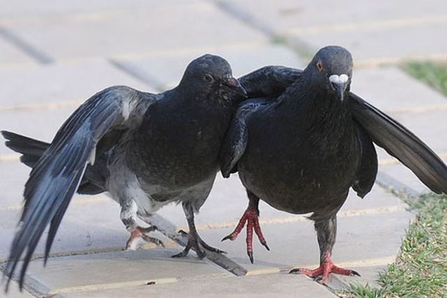 Para frenar la plaga, dan anticonceptivos a palomas