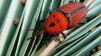 Senasa refuerza la lucha contra el picudo rojo en Entre Ríos. Senasa refuerza la lucha contra el picudo rojo en Entre Ríos.