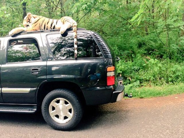 ¡Llamaron al 911 por un tigre de peluche!