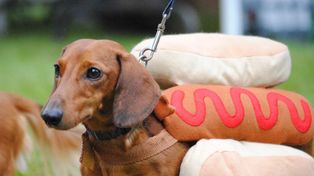 Insólito: realizarán un encuentro internacional de perros salchicha a 450 kilómetros de Santa Fe