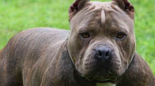 Regulación y control de perros peligrosos