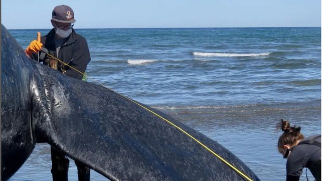Chubut: ya son 13 las ballenas australes muertas