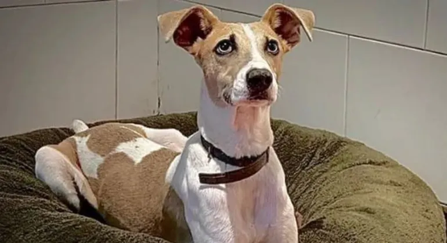 Arturo, el galgo mestizo que ingresó a la casa de 