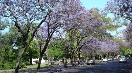 El arbolado público ya es patrimonio natural y cultural de Rosario