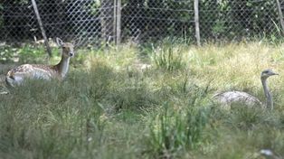 Piden que no se exhiban al público los animales de la Granja Esmeralda