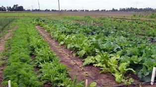 Diputados aprobó un proyecto de huertas agroecológicas