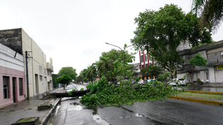 Por las lluvias y los vientos se cayeron gran cantidad de árboles y ramas. Un ejemplar obstruye una de las manos sobre avenida Godoy, a la altura de su intersección con Constitución.