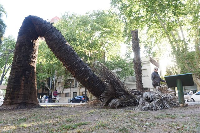 Así quedó el ejemplar que encendió todas las alertas entre los especialistas.