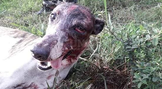 Así encontraron al animal el fin de semana