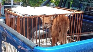 El aguará guazú rescatado fue trasladado a la Granja La Esmeralma para su atención y cuidado.&nbsp;