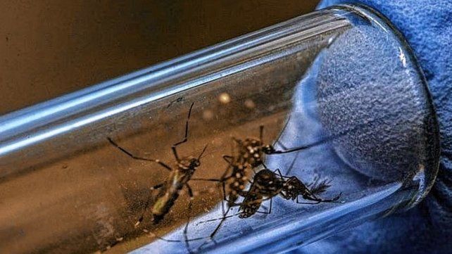 En Paraná se registraron distintos focos de dengue.