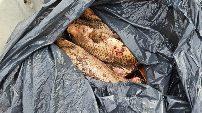 Circunvalación oeste: decomisaron más de 130 pescados en mal estado que iban a ser comercializados