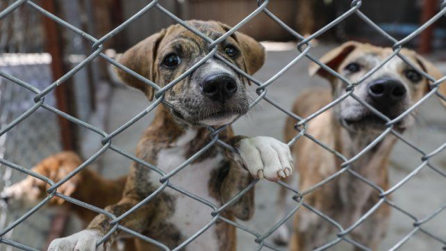 Condenaron a un hombre por ahorcar a un perro y tirarlo en un basural en la ciudad de Santa Fe