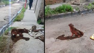 Maltrato animal en barrio San Lorenzo: un pitbull fue hallado en estado crítico tras una pelea familiar