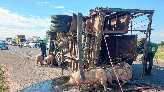 El camión con cerdos volcó este miércoles en la Autovía Artigas.