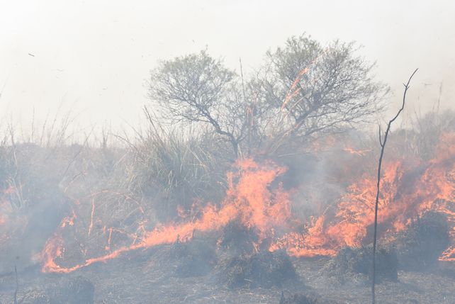 La batalla legal por las quemas en las islas ya suma más de diez causas