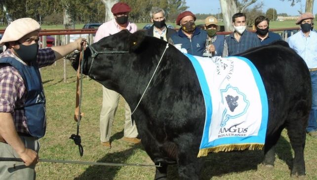 Angus: récord de animales inscriptos para la Exposición del Centenario