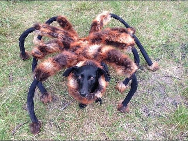 Video: el aterrador perro araña que anda suelto por Polonia