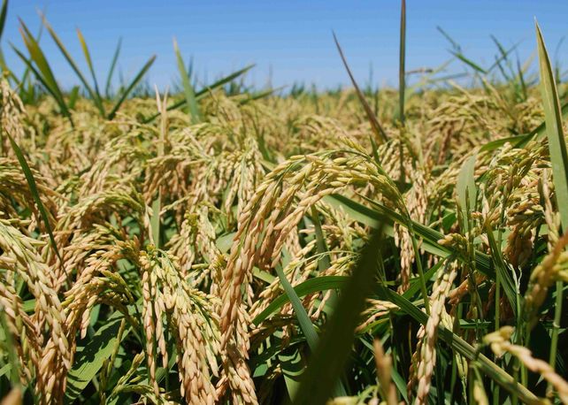 Santa Fe se prepara para exportar semillas de arroz desarrolladas en la ...