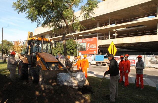 Comenzó la preservación de árboles del Parque Alberdi