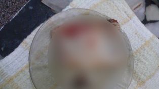 Humboldt: repugnante hallazgo dentro de una caja de puré de tomates