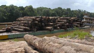 En 2014 se perdieron tantas hectáreas de árboles como la superficie de Uruguay
