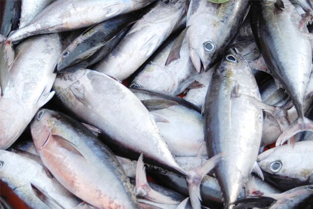 Comer pescado disminuye el riesgo de diabetes