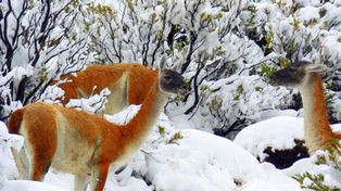 Esquel cambi&oacute; las cenizas por la nieve