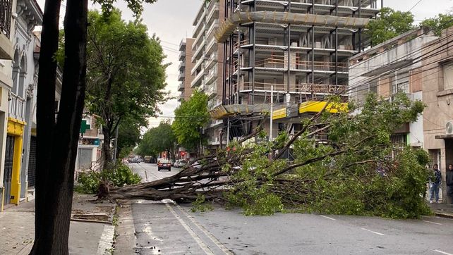 En Ovidio Lagos y 9 de Julio, cayó un árbol de gran porte que obstruyó la calle. 