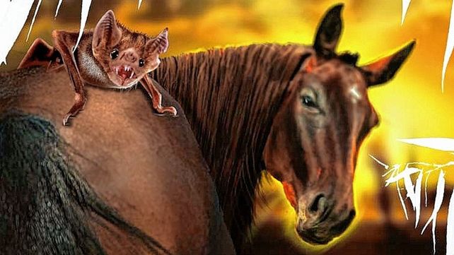 Mensaje. Vampiro como sinónimo de solidaridad