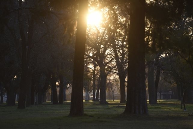 Rosario, ciudad verde: el 57 % de la superficie de la ciudad cuenta con cobertura vegetal