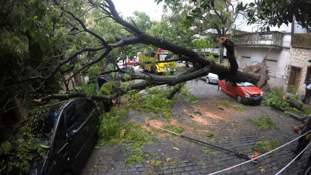 En la imagen un árbol caído sobre dos automóviles en Lavalleja y Lerma.